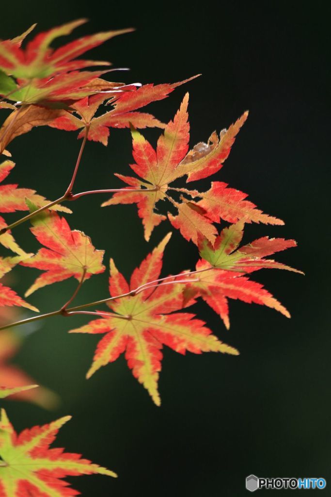 2018年紅葉　終焉の美　精一杯の輝き