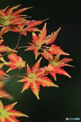 2018年紅葉　終焉の美　精一杯の輝き
