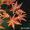 2018年紅葉　終焉の美　精一杯の輝き
