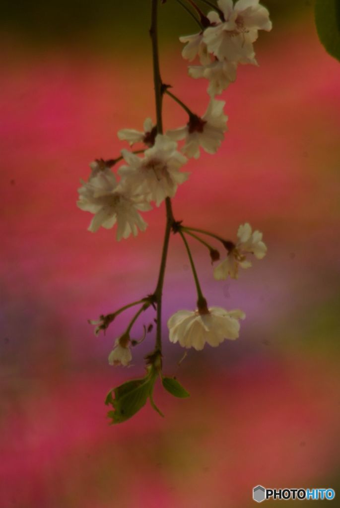 枝垂れの桜　町屋公園