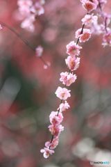 梅林の中の枝垂れ　　後楽園