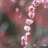 梅林の中の枝垂れ　　後楽園