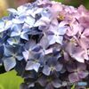 アジサイ　グラデート
