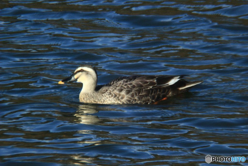冬の池　カルガモ