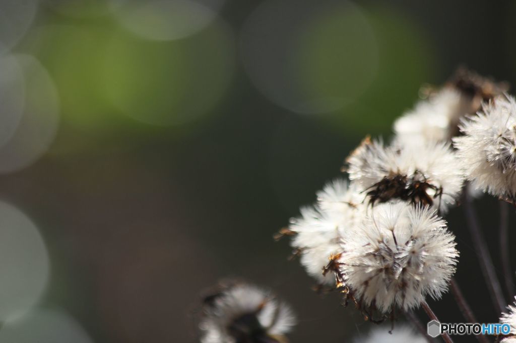 ツワブキの終焉