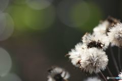 ツワブキの終焉