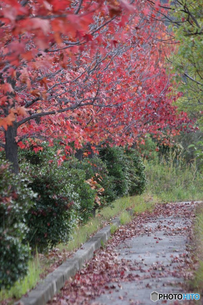 歩道の秋
