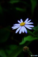 ノコンギク ノコンギク