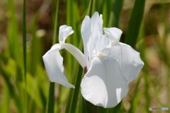 白い菖蒲