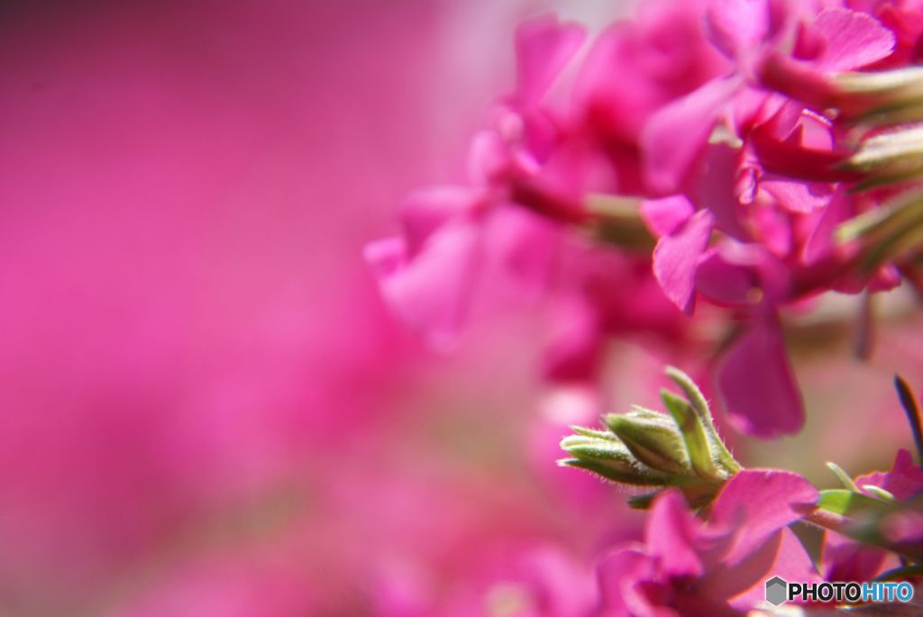 情熱　　赤い芝桜