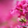 情熱　　赤い芝桜