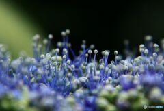 アジサイ行脚　ガクアジサイの花部分