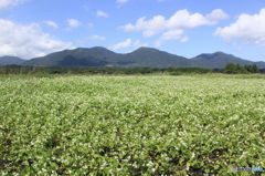 初秋の頃　　蒜山三座を望む