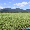 初秋の頃　　蒜山三座を望む