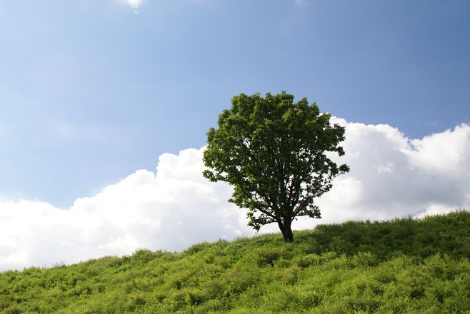 高原の一本木