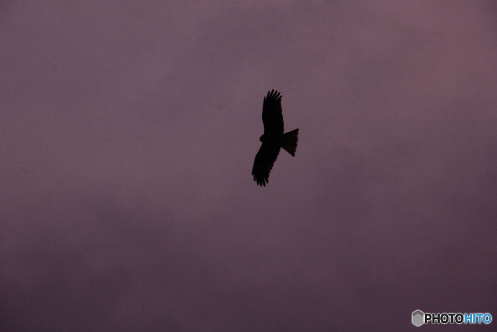 朝に飛ぶ
