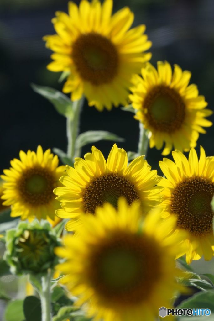 ヒマワリ御一行さま