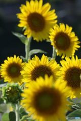 ヒマワリ御一行さま