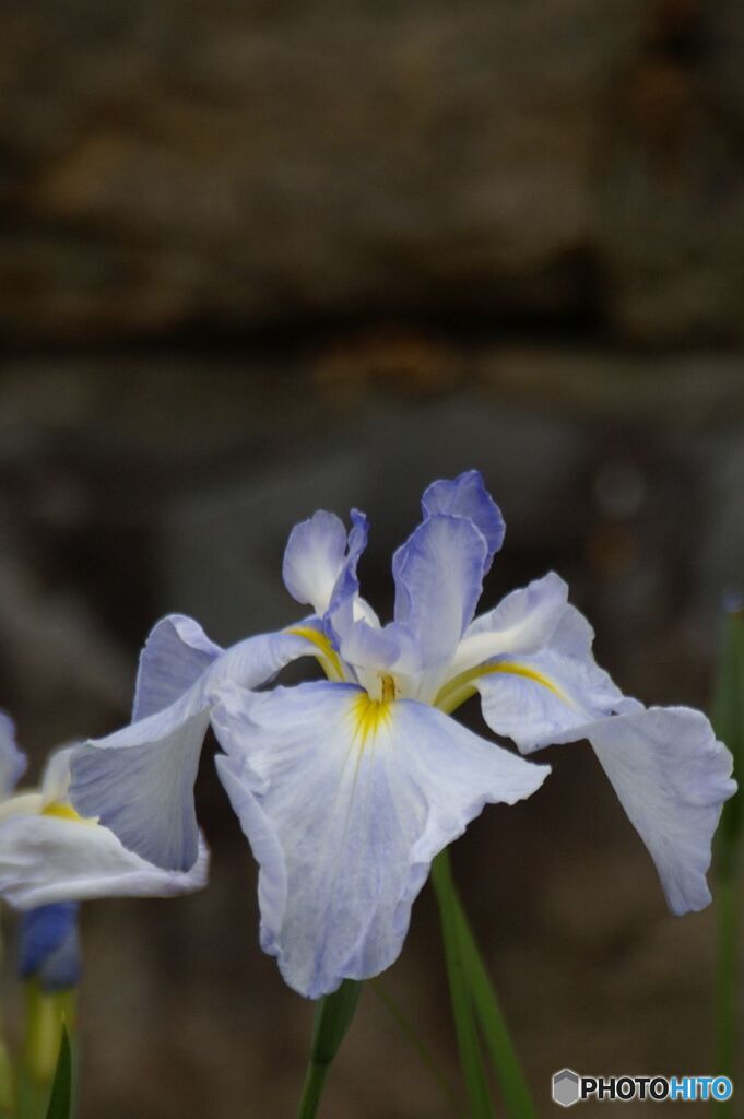 花菖蒲