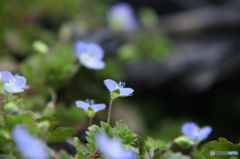 春の野の花　・　オオイヌノフグリ