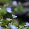 春の野の花　・　オオイヌノフグリ