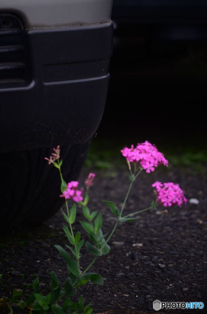 ご近所散歩　終わりの章　廃車置き場に咲く