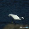 あっ、獲物だ！