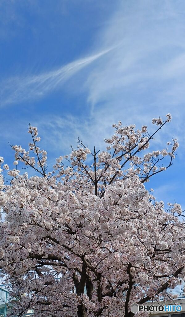 携帯の写真から　さくら