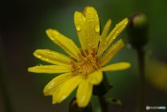雨に打たれても