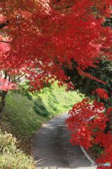 紅葉と小道
