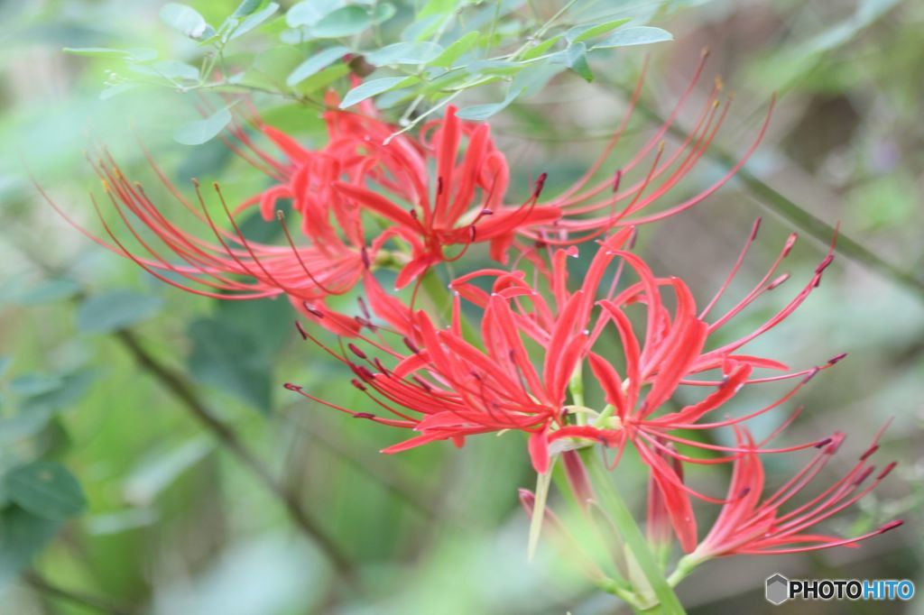 木陰に隠れて咲く