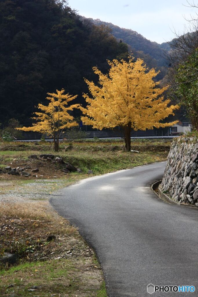 小道の向こう