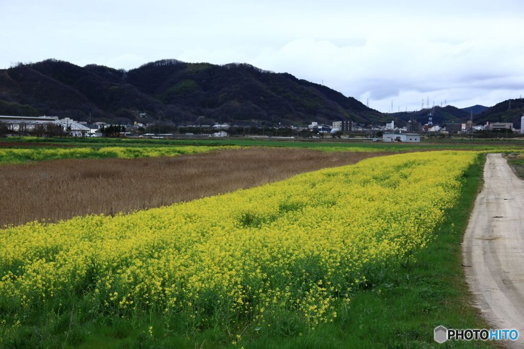 川原の春