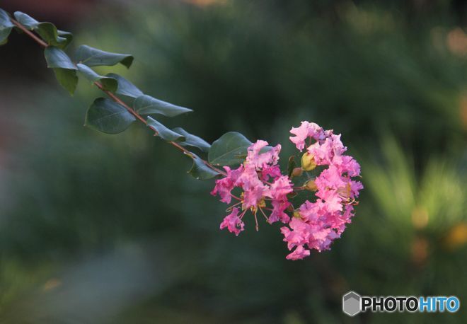 蔵出し　　一枝の百日紅
