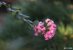 蔵出し　　一枝の百日紅