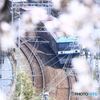 桜の季節に