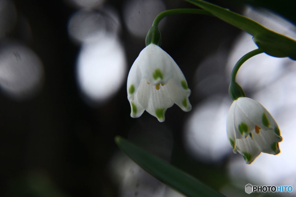 スノーフレーク