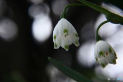 スノーフレーク