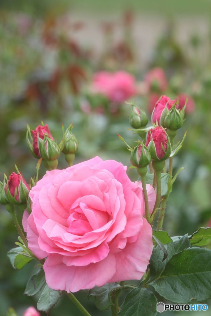 薔薇・「マガリ」