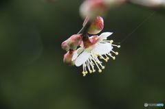 一足お先に! 一足お先に!