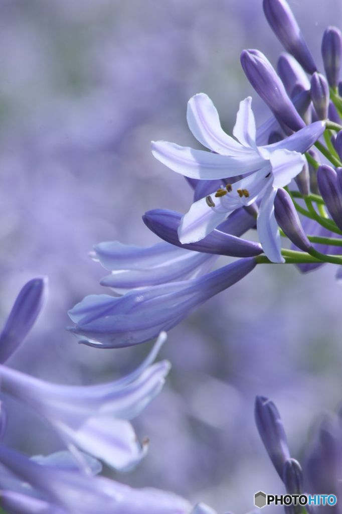 アガパンサス ・　河川敷きの花壇にて