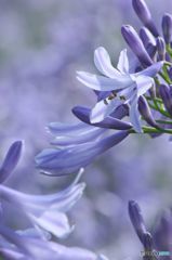 アガパンサス ・　河川敷きの花壇にて