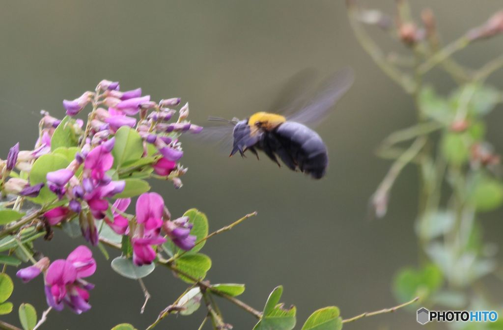 　熊蜂 が　萩の花に近づく