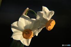   Narcissus   