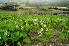 吾妻山（ひろしま）シリーズ　　ミツガシワ　の　群生