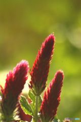 クリムソンクローバー