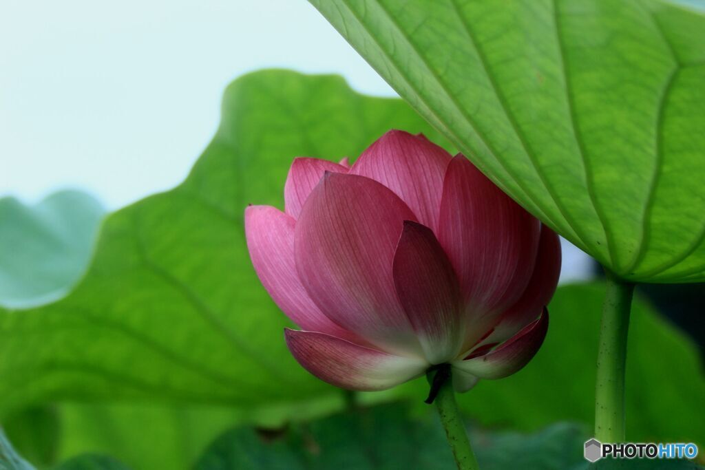 寄らば大葉の陰