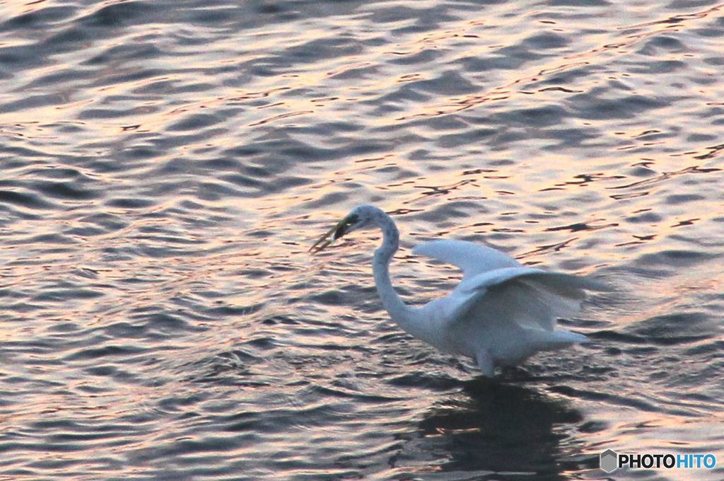古い写真から　　　　夕食にありつけたサギ