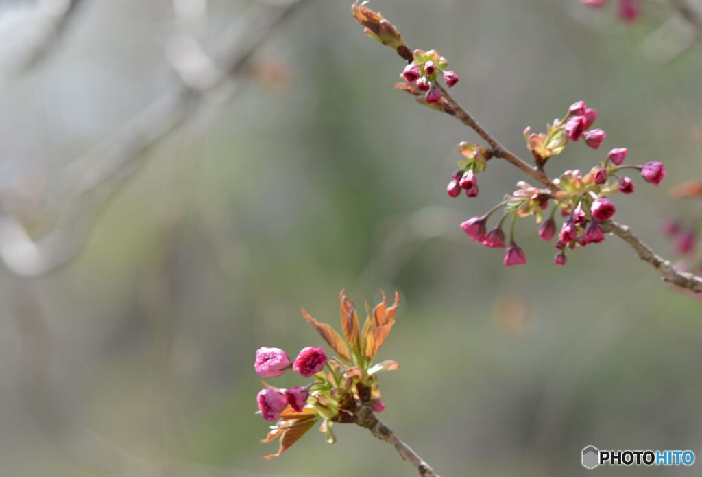 ひと月前の写真から　　八重桜いまだ咲かず