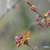 ひと月前の写真から　　八重桜いまだ咲かず